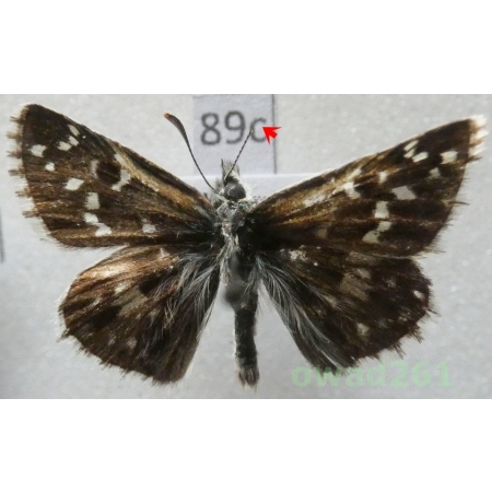 Pyrgus armoricanus (Oberthür, 1910) Slovakia89c